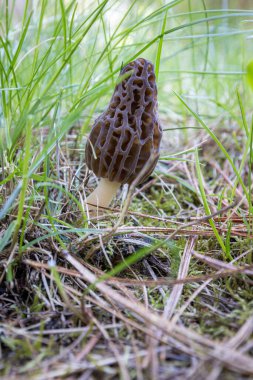 Idaho 'da bahar çimlerinde yetişen taze bir mantarın kapanışı. Morels, Amerika 'daki aşçılık kültürünün büyük bir parçasıdır..