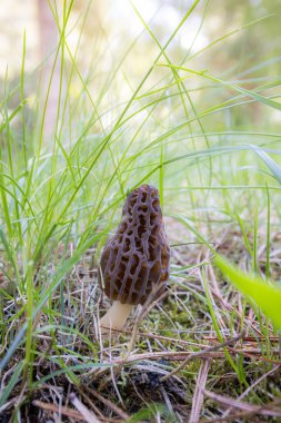 Idaho 'da bahar çimlerinde yetişen taze bir mantarın kapanışı. Morels, Amerika 'daki aşçılık kültürünün büyük bir parçasıdır..