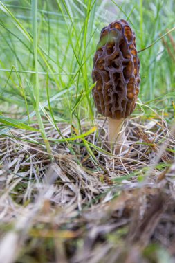 Idaho 'da bahar çimlerinde yetişen taze bir mantarın kapanışı. Morels, Amerika 'daki aşçılık kültürünün büyük bir parçasıdır..
