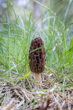 Idaho 'da bahar çimlerinde yetişen taze bir mantarın kapanışı. Morels, Amerika 'daki aşçılık kültürünün büyük bir parçasıdır..