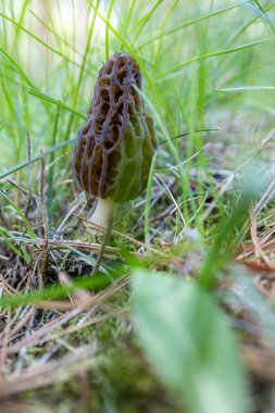 Idaho 'da bahar çimlerinde yetişen taze bir mantarın kapanışı. Morels, Amerika 'daki aşçılık kültürünün büyük bir parçasıdır..