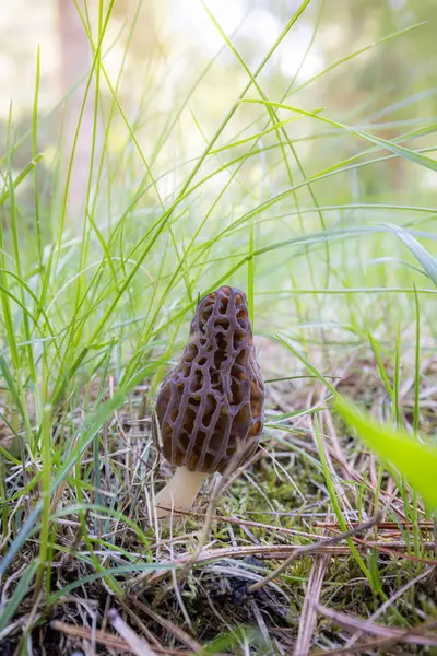 Idaho 'da bahar çimlerinde yetişen taze bir mantarın kapanışı. Morels, Amerika 'daki aşçılık kültürünün büyük bir parçasıdır..
