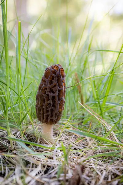 Idaho 'da bahar çimlerinde yetişen taze bir mantarın kapanışı. Morels, Amerika 'daki aşçılık kültürünün büyük bir parçasıdır..