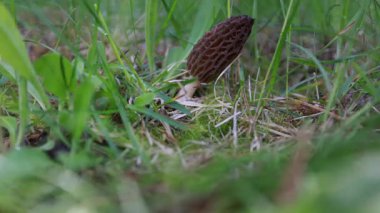 Idaho 'da bahar çimlerinde yetişen taze bir mantar topluyorum. Morels, Amerika 'daki aşçılık kültürünün büyük bir parçasıdır..