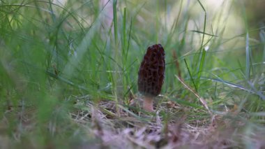 Idaho 'da bahar çimlerinde yetişen taze bir mantar topluyorum. Morels, Amerika 'daki aşçılık kültürünün büyük bir parçasıdır..