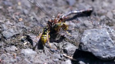 Ölü bir yusufçukla beslenen sarı ceketlilerin makro videosu. Detaylı böcek davranışları, avlanma ve doğanın döngüsünü gösteriyor..