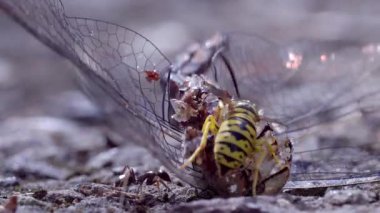Ölü bir yusufçukla beslenen sarı ceketlilerin makro videosu. Detaylı böcek davranışları, avlanma ve doğanın döngüsünü gösteriyor..
