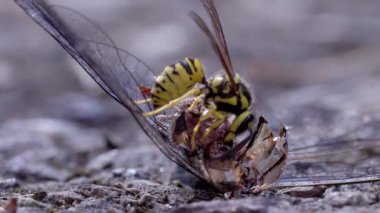 Ölü bir yusufçukla beslenen sarı ceketlilerin makro videosu. Detaylı böcek davranışları, avlanma ve doğanın döngüsünü gösteriyor..