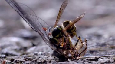 Ölü bir yusufçukla beslenen sarı ceketlilerin makro videosu. Detaylı böcek davranışları, avlanma ve doğanın döngüsünü gösteriyor..