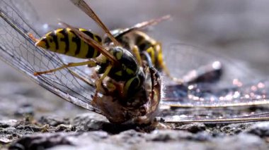 Ölü bir yusufçukla beslenen sarı ceketlilerin makro videosu. Detaylı böcek davranışları, avlanma ve doğanın döngüsünü gösteriyor..