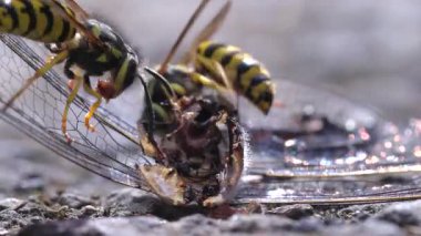 Ölü bir yusufçukla beslenen sarı ceketlilerin makro videosu. Detaylı böcek davranışları, avlanma ve doğanın döngüsünü gösteriyor..