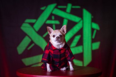 Kırmızı flanel ekose gömlek giyen sevimli bronz chihuahua köpek yavrusu içeride oturuyor. Kırsal ve samimi sonbahar titreşimleri.