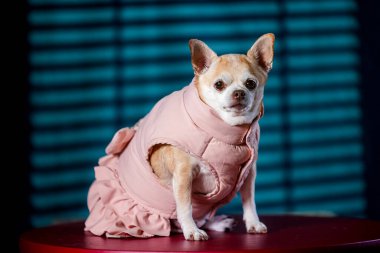 Pastel pembeli elbisesiyle sevimli bir chihuahua. Pencereden süzülen ışıkla birlikte içeride oturuyor..