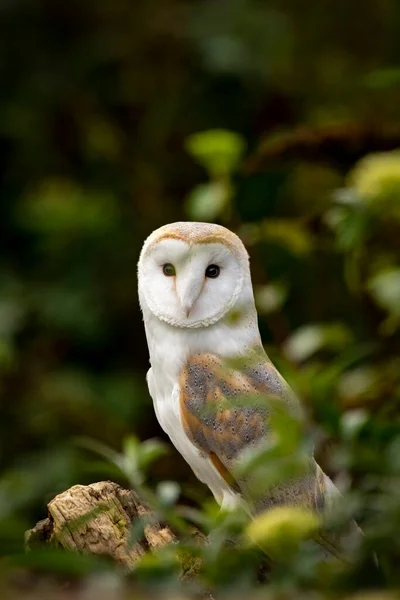 Barn Owl Woodland Dark Background — Stock Photo, Image