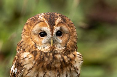 Portrait of tawny owl in soft sunlight in Hampshire woodland