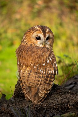 Tawny owl resting in natural setting in soft sunlight