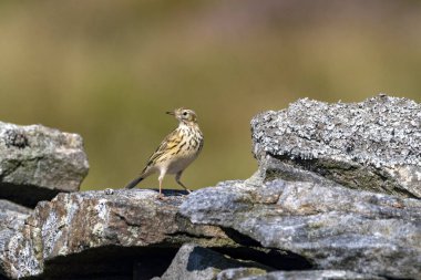 Yorkshire Dales 'de alçıpan duvarında duran çayırlık çukur.