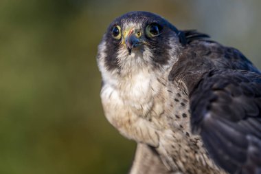 Yırtıcı kuşun portresi Peregrine Şahini