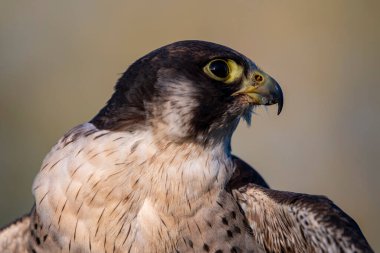 Yırtıcı Kuş Peregrine Şahini yakın planda.