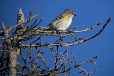 Yellow-rumped warbler perched on clear day in Nova Scotia clipart