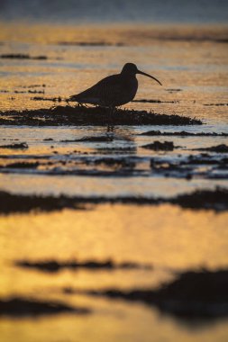 Curlew silhouetted at dusk against golden wetland backdrop clipart