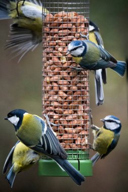 Tit fest around bird feeder packed with nuts