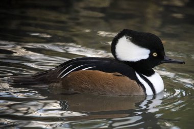 Kukuletalı Merganser kışın sulak alanlarda yüzer.