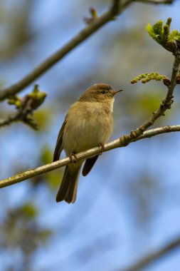Chiffchaff gün ışığı havuzunda dal üzerine tünedi.