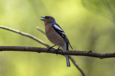 Chaffinch 'in tüm şarkısı yeşil alan arka planına tünemişti.