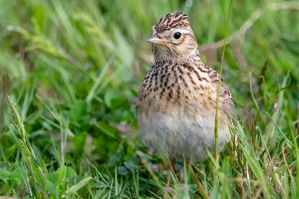 Güneşli bahar sabahında çayır tarlakuşları