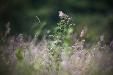 Skylark şehir merkezindeki çalılıklara tünedi.