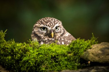 Küçük baykuş yosun kaplı duvarın tepesine bakıyor