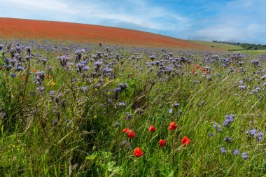 Güneşli bir günde devedikeni ve gelincik sayısı çok fazla.