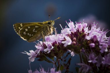 Gümüş benekli kelebek Kelebek Marjoram 'ın üzerinde Güçlü gün ışığında çiçek açar
