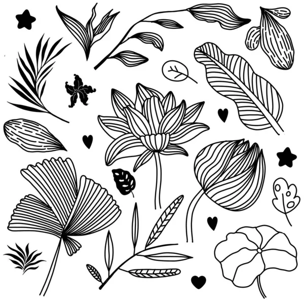 Reihe Floraler Grafischer Elemente Illustrationen Von Handgezeichneten Pflanzen Und Blumen — Stockvektor