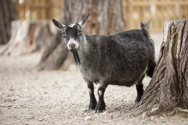 Captive Black Goat in a pen at a Local Zoo