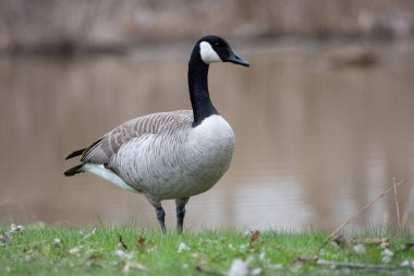 Vahşi Yaşam Kuşları Kanada Kaz Suyun kenarında duruyor Mavi Göl Öğleden sonra Bulutlu bir hava