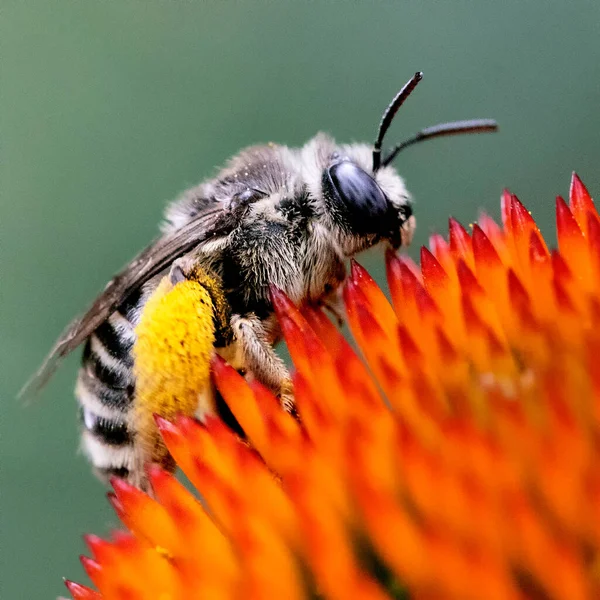 Closeup Macro Image Honey Bee Pollenating Garden Coneflowers — Stock Photo, Image