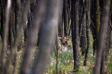 Kırmızı Geyik. Geyik erkekler sonbahar günü doğal ortamlarında