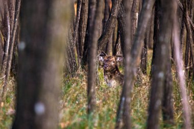 Kırmızı Geyik. Geyik erkekler sonbahar günü doğal ortamlarında