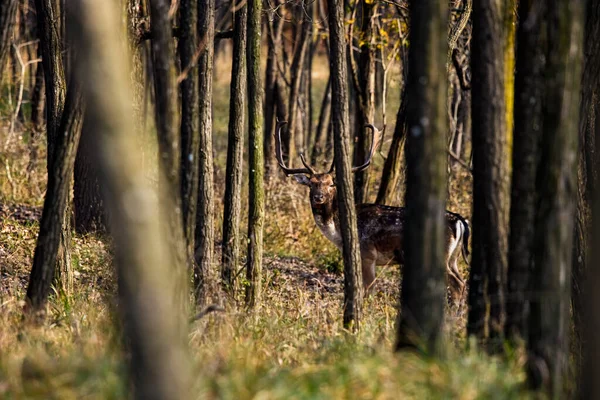 Rothirsch Hirschmännchen Herbsttag Natürlichem Lebensraum — Stockfoto