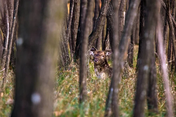 Kırmızı Geyik. Geyik erkekler sonbahar günü doğal ortamlarında