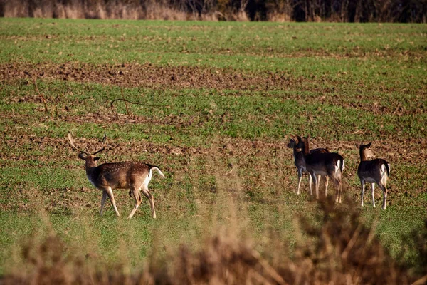 秋天里的一群鹿群 — 图库照片