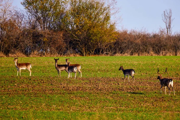 秋天里的一群鹿群 — 图库照片
