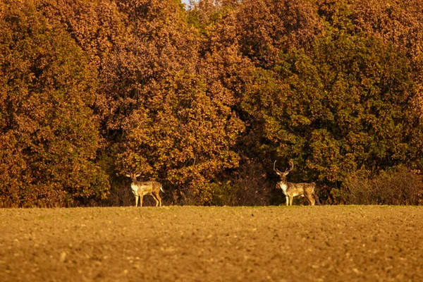 Group Roe Deer Nature Autumn — Stock Photo, Image