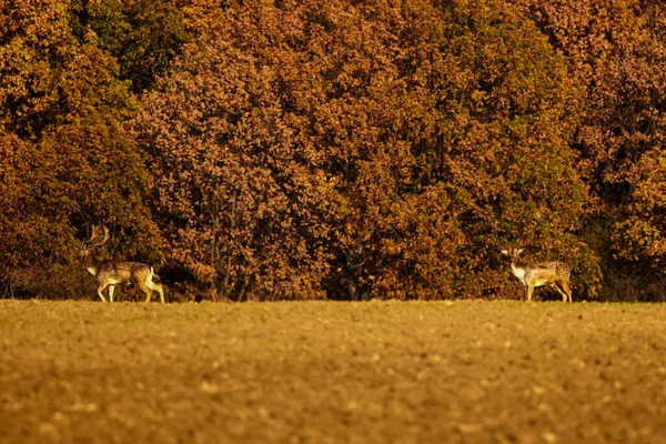 Grupa Sarny Przyrodzie Jesienią — Zdjęcie stockowe