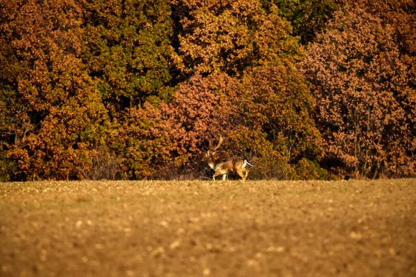 Rothirsch Hirschmännchen Herbsttag Natürlichem Lebensraum — Stockfoto