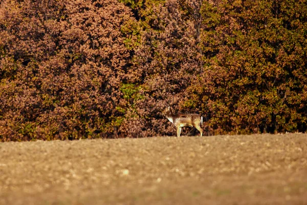 Cervo Rosso Maschi Cervo Habitat Naturale Autunno Giorno — Foto Stock