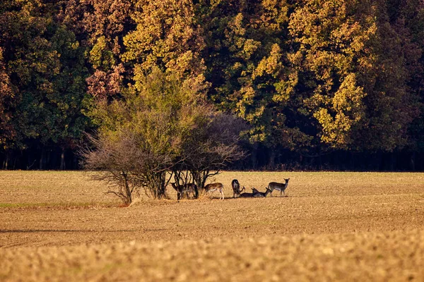 Grupo Cervos Ovinos Natureza Durante Outono — Fotografia de Stock
