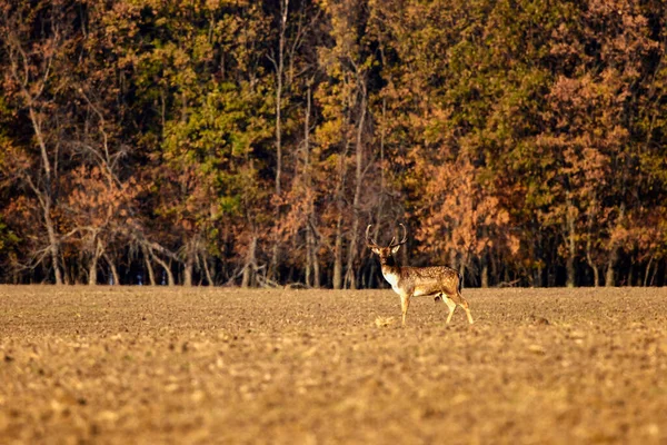 Red Deer Cerfs Mâles Dans Habitat Naturel Jour Automne — Photo